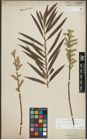 Foto von Salix purpurea L. x Salix viminalis L.